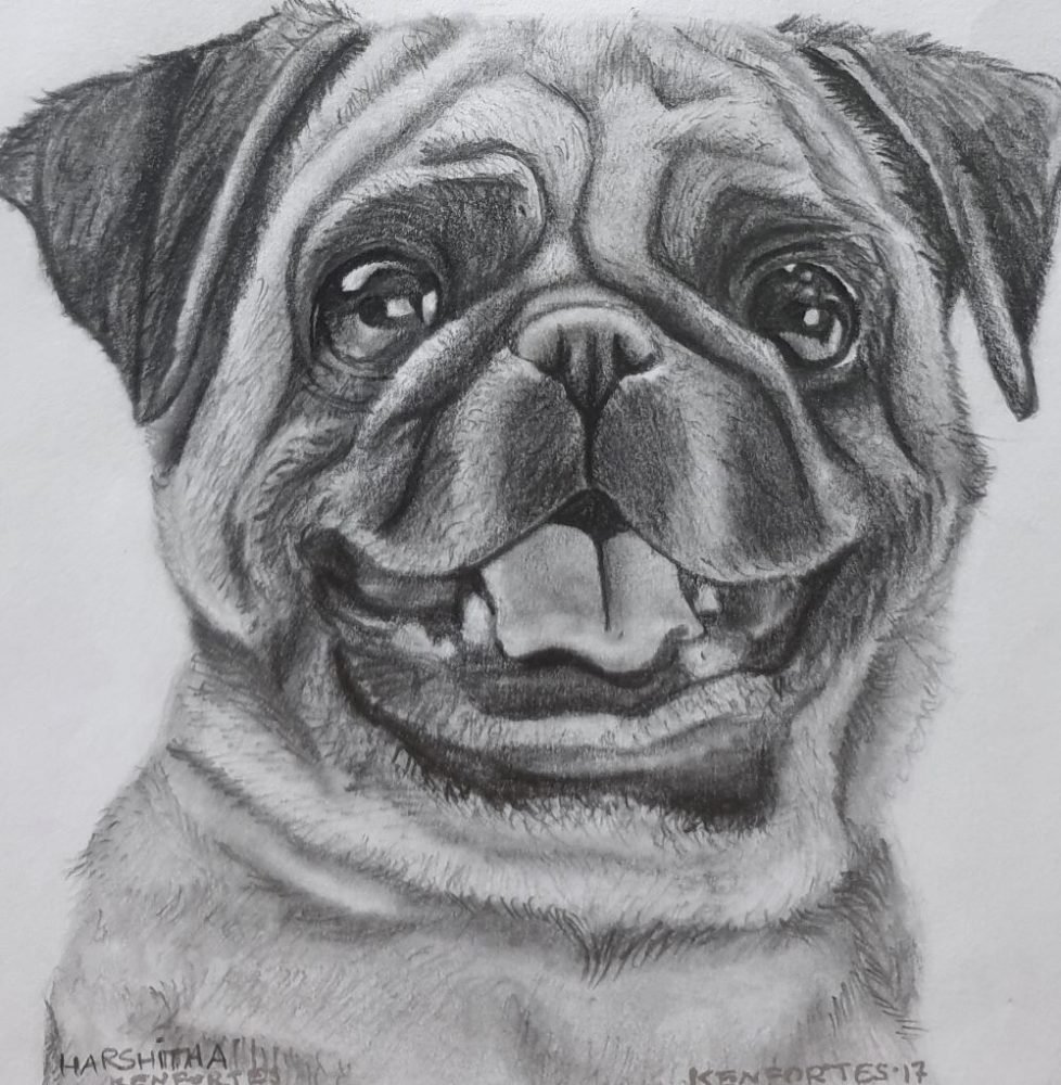 SHADING A PUG by Harshitha pencil shading - kenfortes children art class gallery